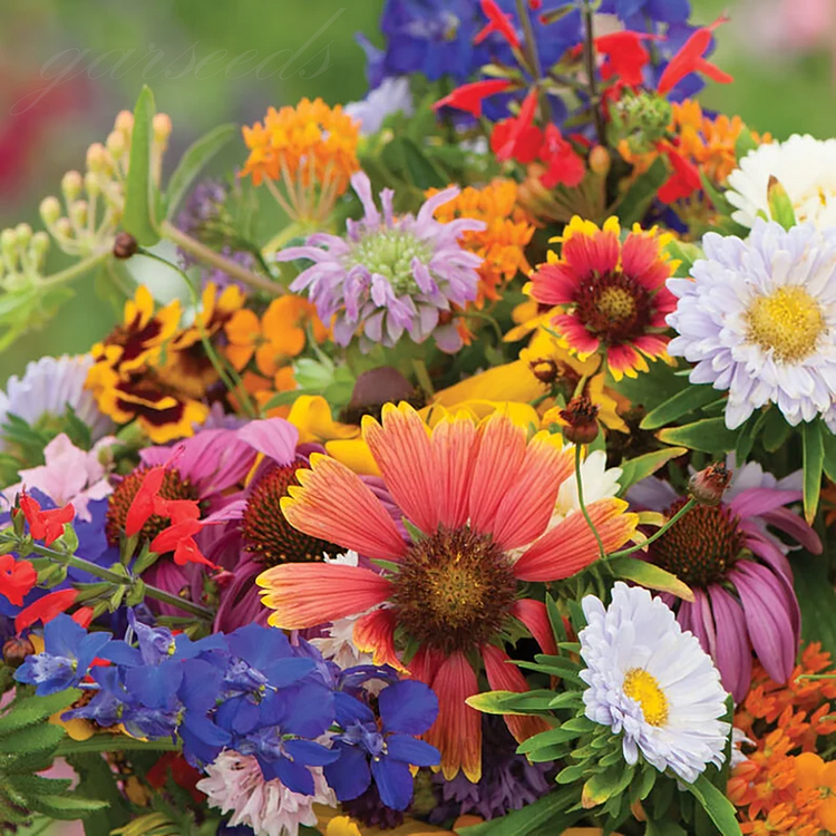 🌺Deer Resistant Wildflower Seed Mix🌈Heirloom Seeds