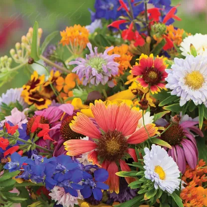 🌺Deer Resistant Wildflower Seed Mix🌈Heirloom Seeds