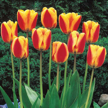 Bonsai Rare Color Tulip Bulbs