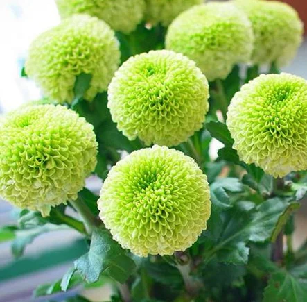🌼Ping Pong Chrysanthemum Seeds