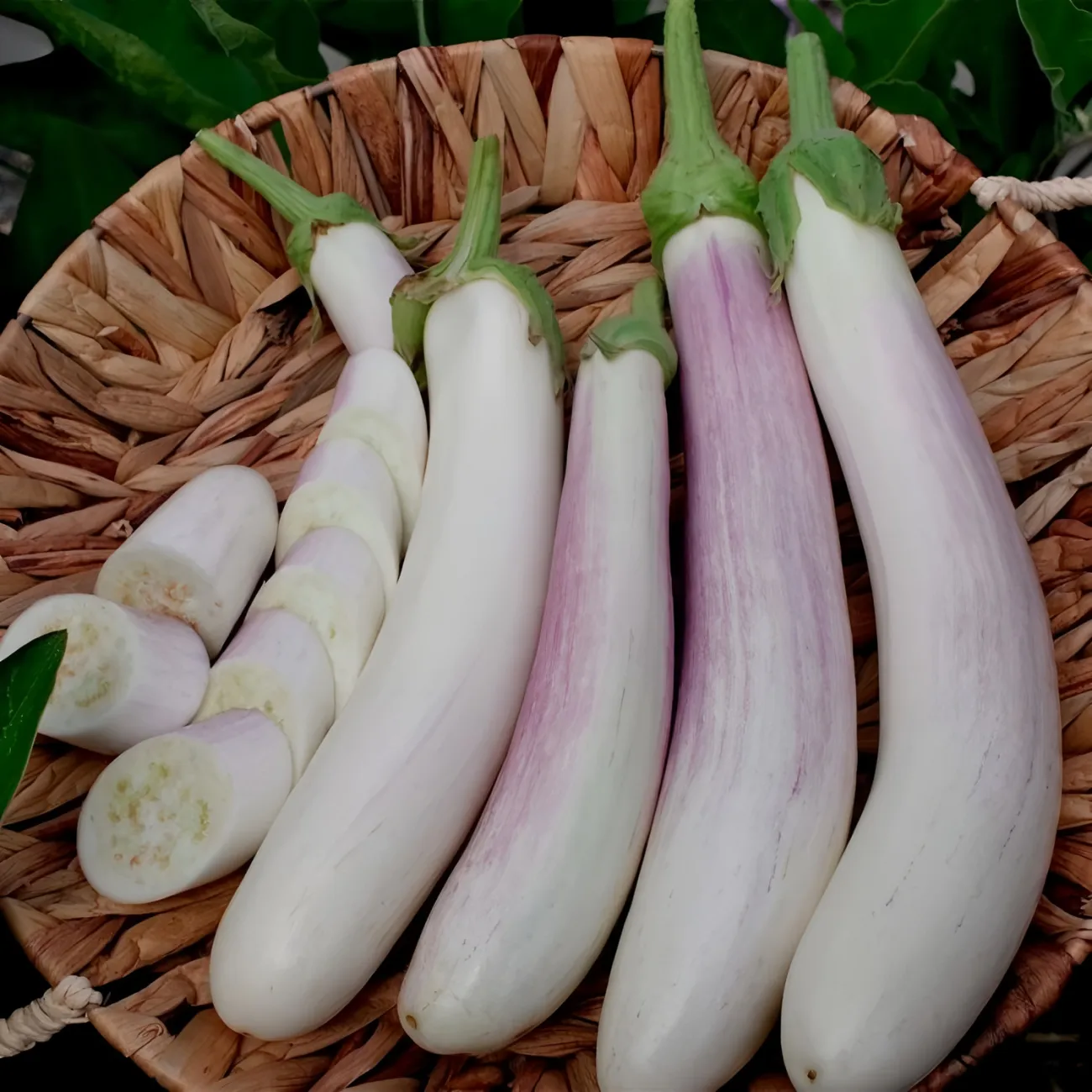 Special variety of bridal eggplant seeds