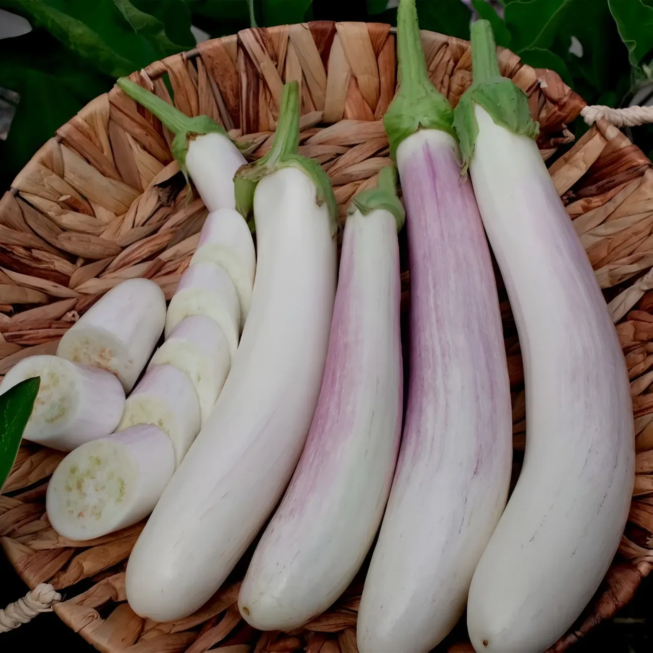 Special variety of bridal eggplant seeds