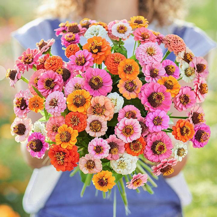 🌺Double Dwarf Zinnia Seeds
