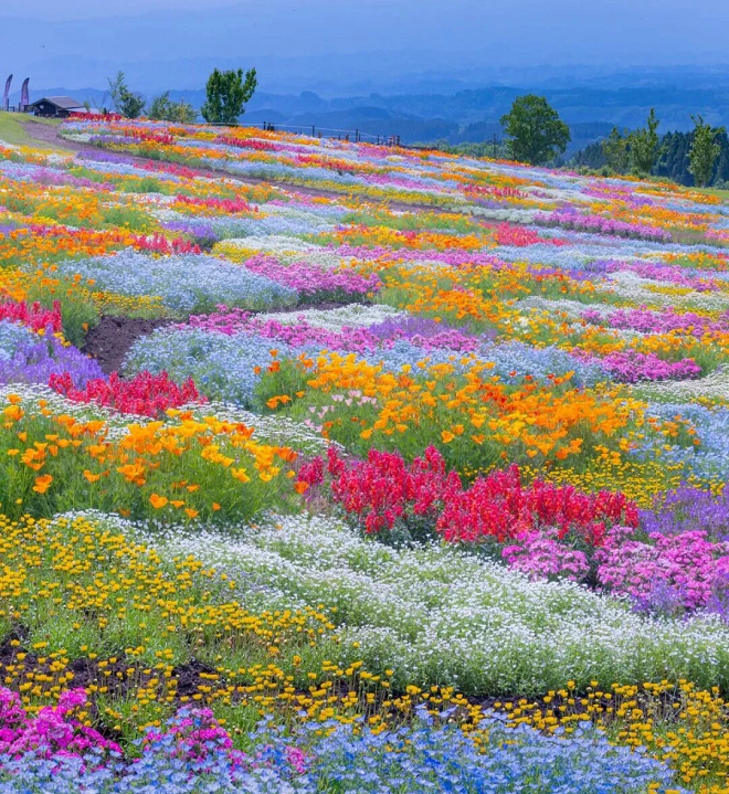 💐Mixed Summer Rainbow Flower Seeds