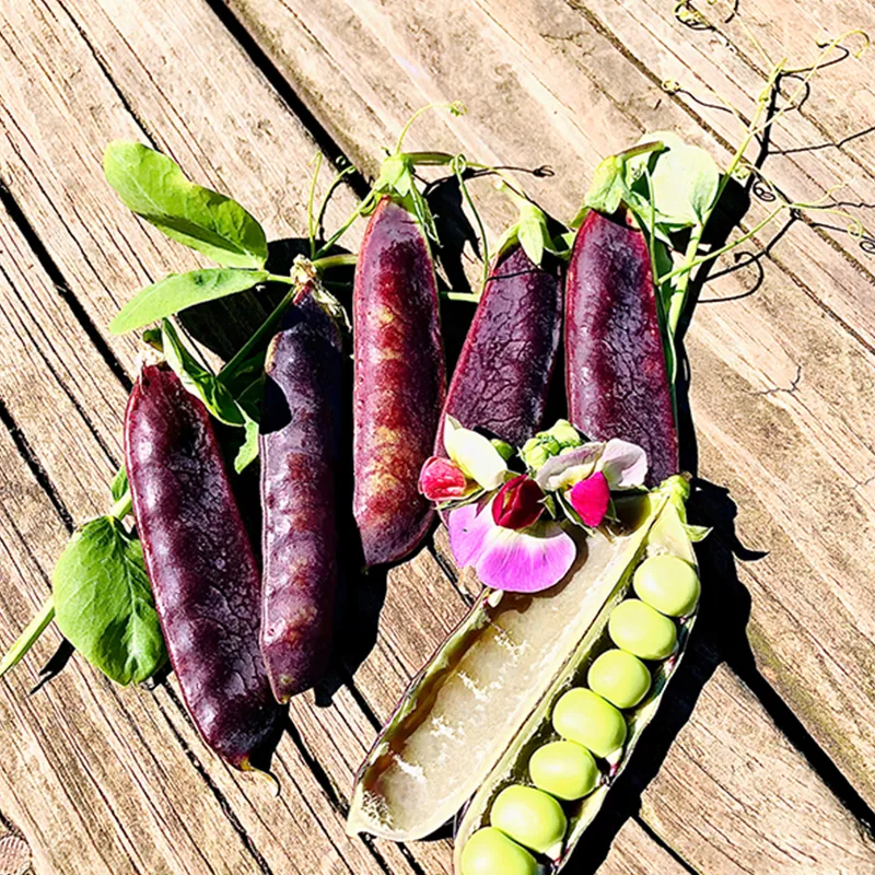 HING TUT PURPLE GARDEN PEA SEEDS