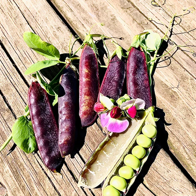 HING TUT PURPLE GARDEN PEA SEEDS