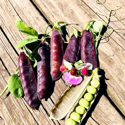 HING TUT PURPLE GARDEN PEA SEEDS