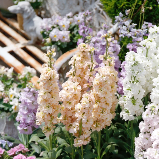 💐Eternal Love - Violet