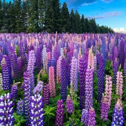 🌺Lupine Flower Seeds-Add Vibrant Beauty to Your Garden