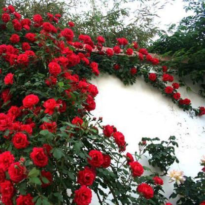 100pcs/Bag Climbing Rose Seeds