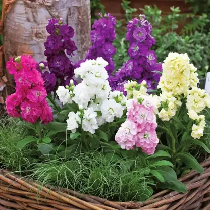 Double-flowered Violet Seeds🌺