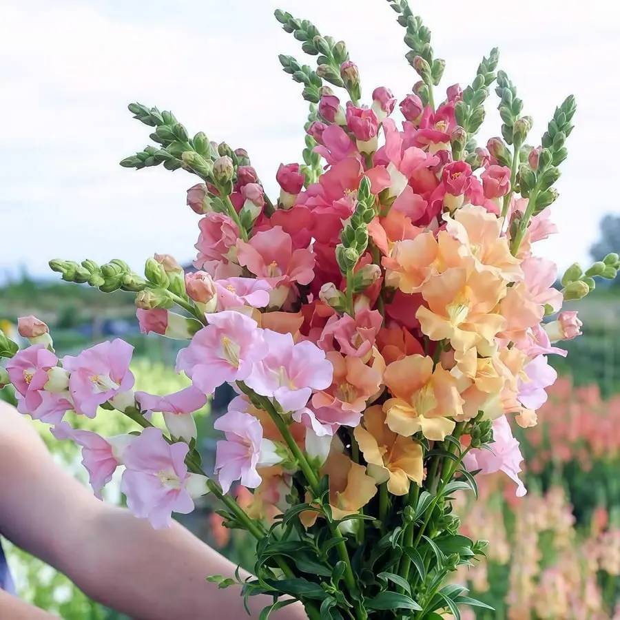 Royal Garden Snapdragon Seeds – Gardeners’ Choice for Tall, Colorful Cut-Flower Blooms 🌸