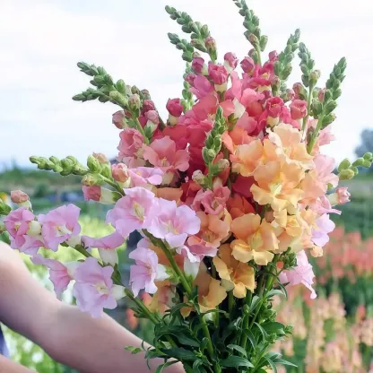 Royal Garden Snapdragon Seeds – Gardeners’ Choice for Tall, Colorful Cut-Flower Blooms 🌸