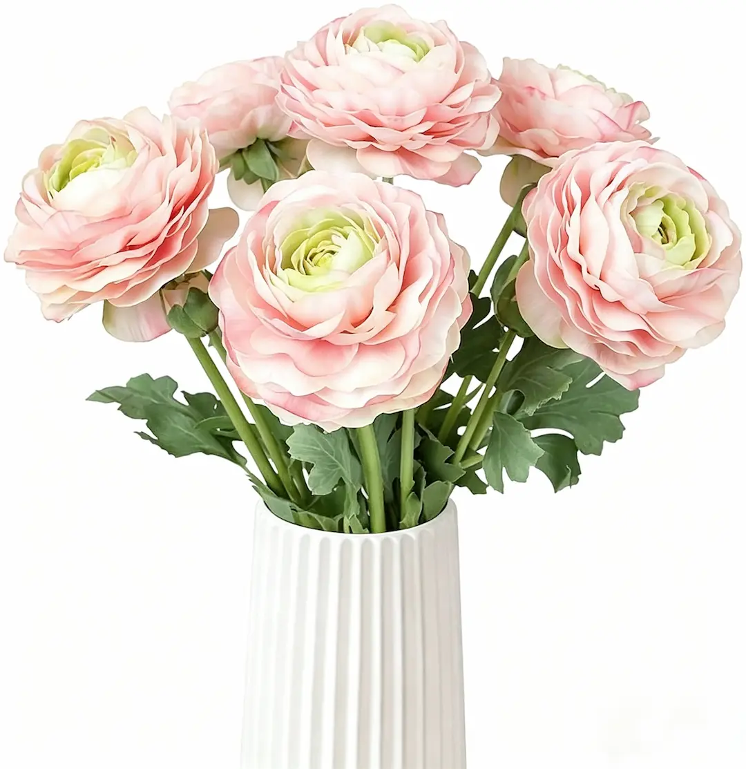 🌸An elegant sprite in the garden | Ranunculus