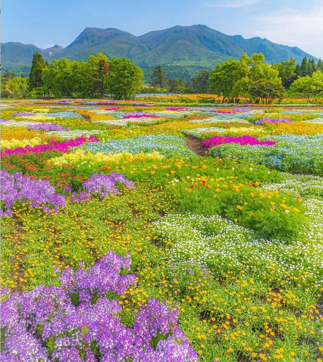 💐Mixed Summer Rainbow Flower Seeds