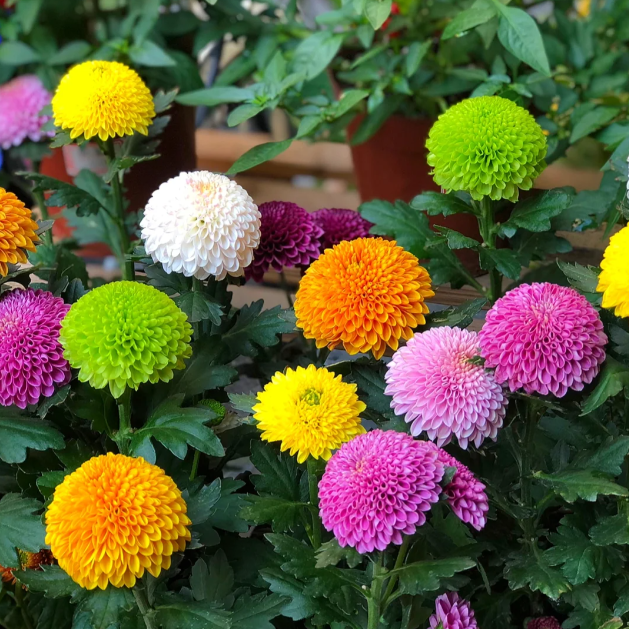 🌼Ping Pong Chrysanthemum Seeds