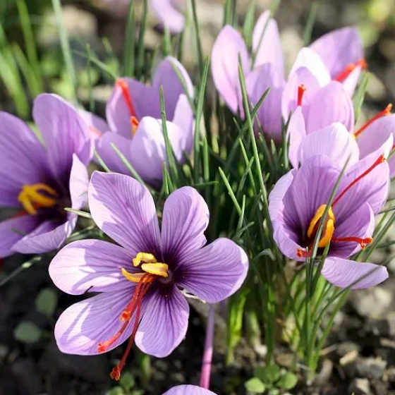 💐Saffron Bulbs-Gold Of Plants