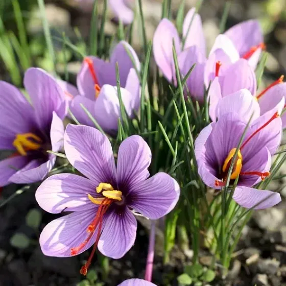 💐Saffron Bulbs-Gold Of Plants