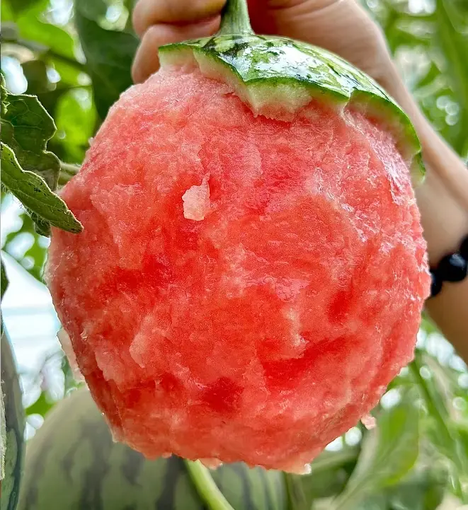 🍉Sweet Siberian Watermelon Seeds