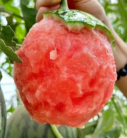 🍉Sweet Siberian Watermelon Seeds