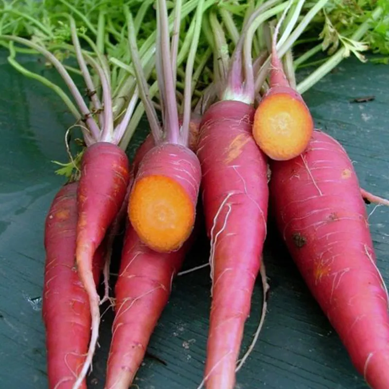 PURPLE DRAGON CARROT SEEDS