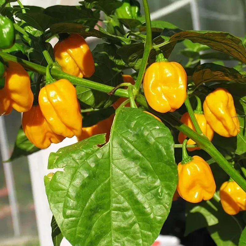 SCOTCH BONNET PEPPER SEEDS