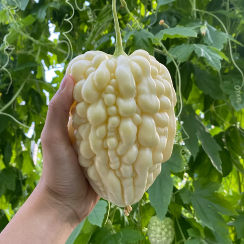 🥰The Latest Non-GMO Variety: Apple Bitter Melon — Nutrition and Flavor