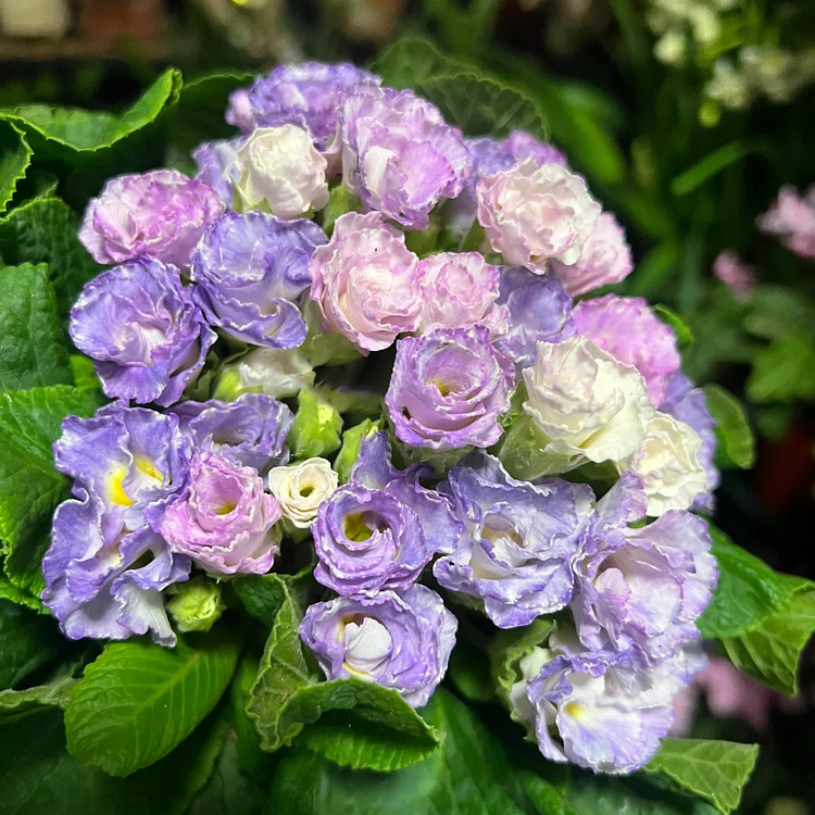 🌸Rose Primrose Seeds - The Timeless Charm of Love & Renewal💗