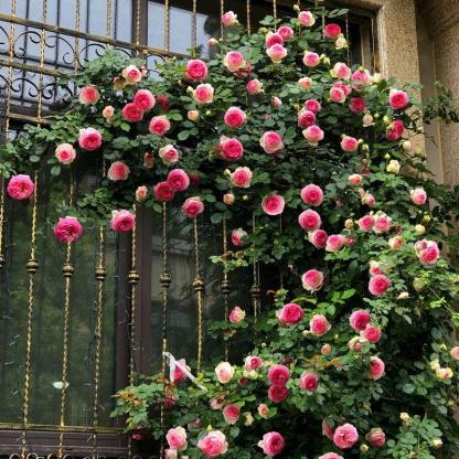 100pcs/Bag Climbing Rose Seeds