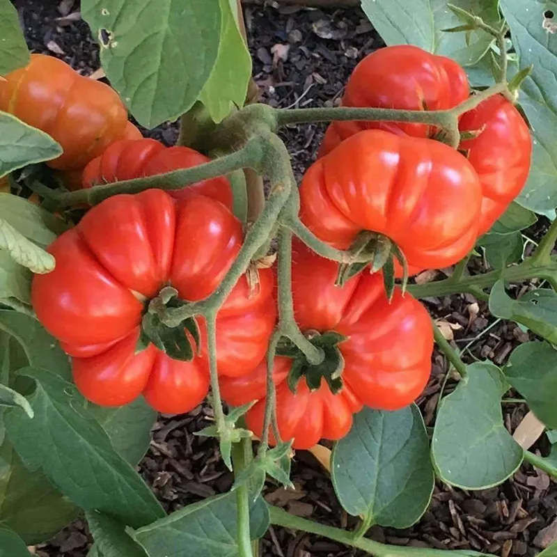 🍅Heirloom Costa Genoa Horseshoe Tomato Seedlings Potted Plants