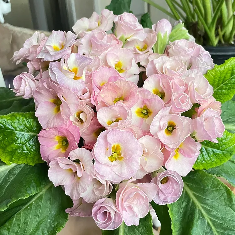 🌸Rose Primrose Seeds - The Timeless Charm of Love & Renewal💗