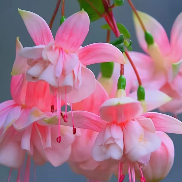 🌺 Lantern Flower Seeds-Pink