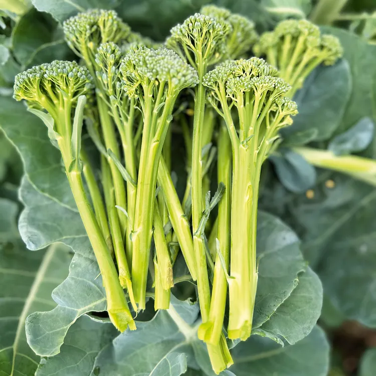 🥦Rare Broccolini Seeds