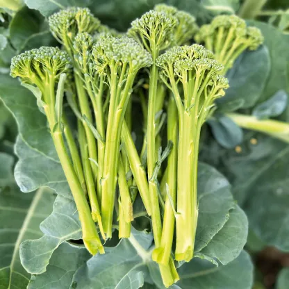 🥦Rare Broccolini Seeds
