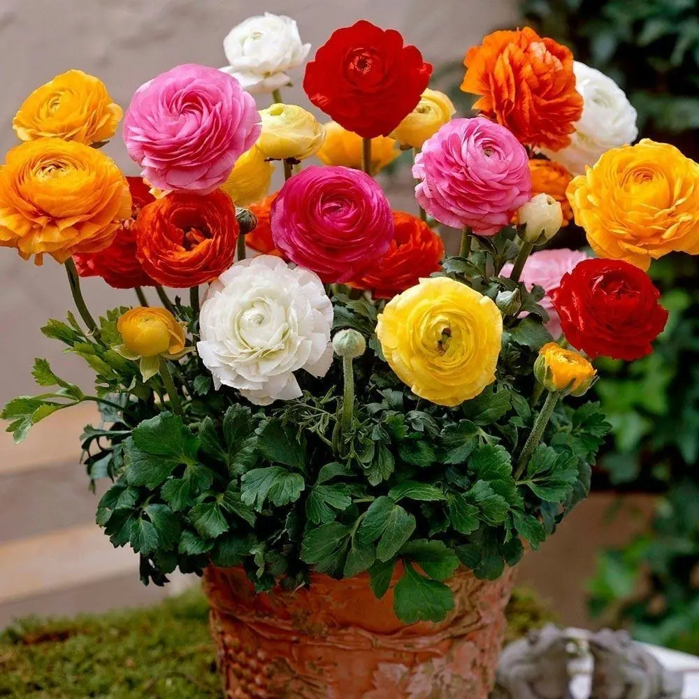 🌸An elegant sprite in the garden | Ranunculus | One bulb can fill an entire pot