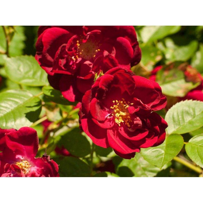 100pcs/Bag Climbing Rose Seeds