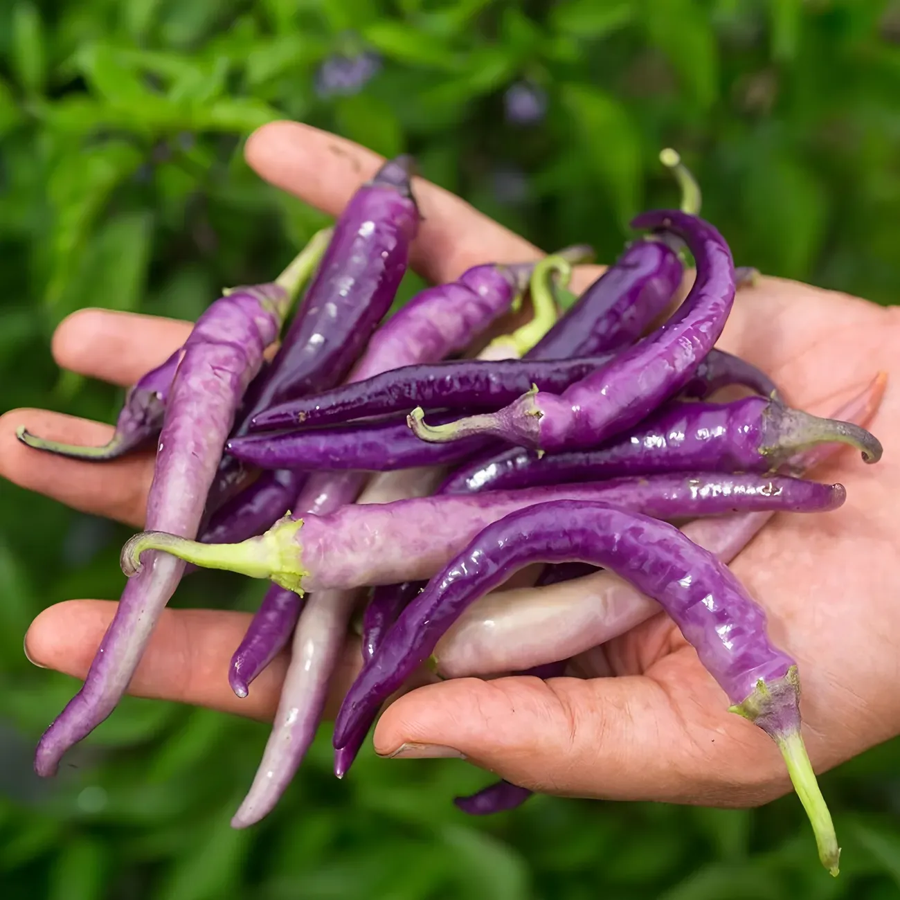 Rare And Beautiful Purple Cayenne Pepper Seeds