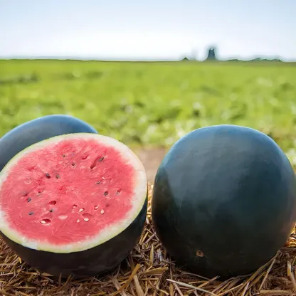 Mo Fei Hong Watermelon Seeds