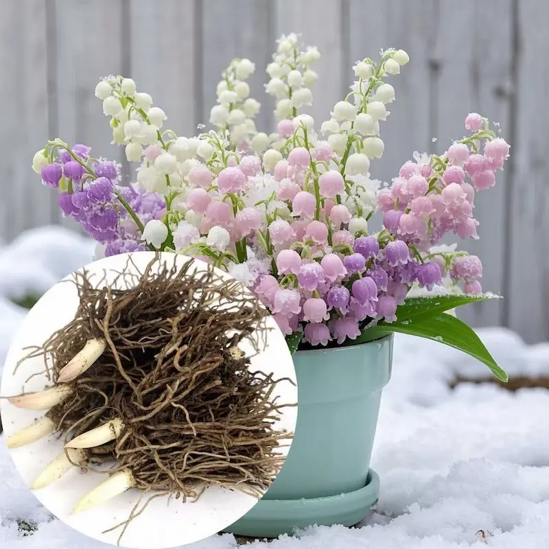 💐Lily of The Valley Perennial Flower Bulbs—Easy to Grow, Rich Scented，Perfect for Outdoor & Indoor