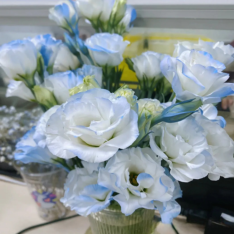 💐Lisianthus - Sincere Love