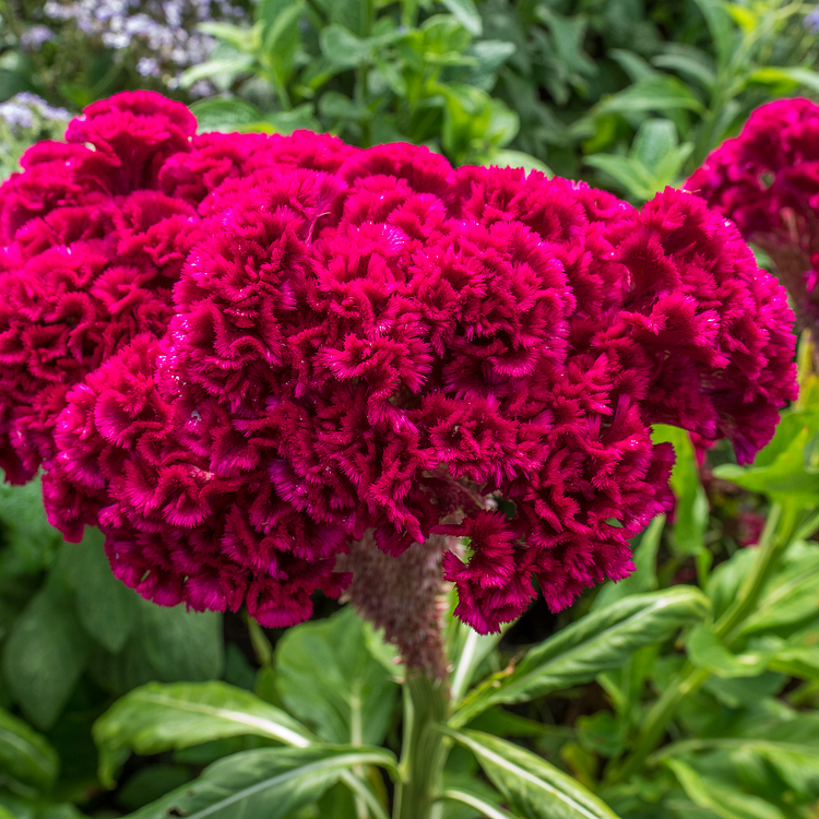 🌺Cockscomb Celosia-Long-Lasting Beauty-Low Maintenance-Long Flowering Season