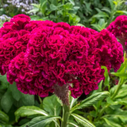 🌺Cockscomb Celosia-Long-Lasting Beauty-Low Maintenance-Long Flowering Season