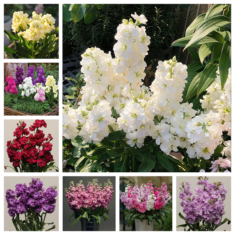 Double-flowered Violet Seeds🌺