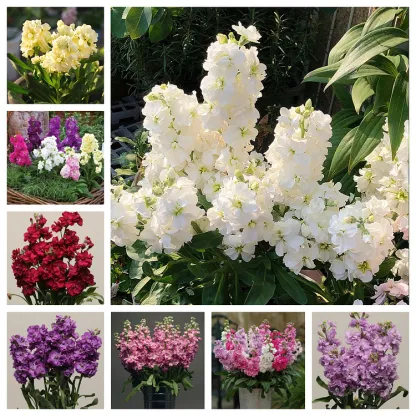 Double-flowered Violet Seeds🌺