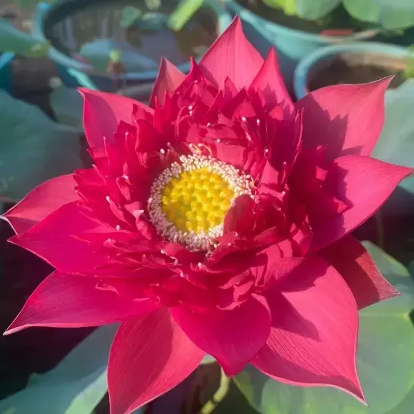 🌺BOWL LOTUS-RELIEVE STRESS