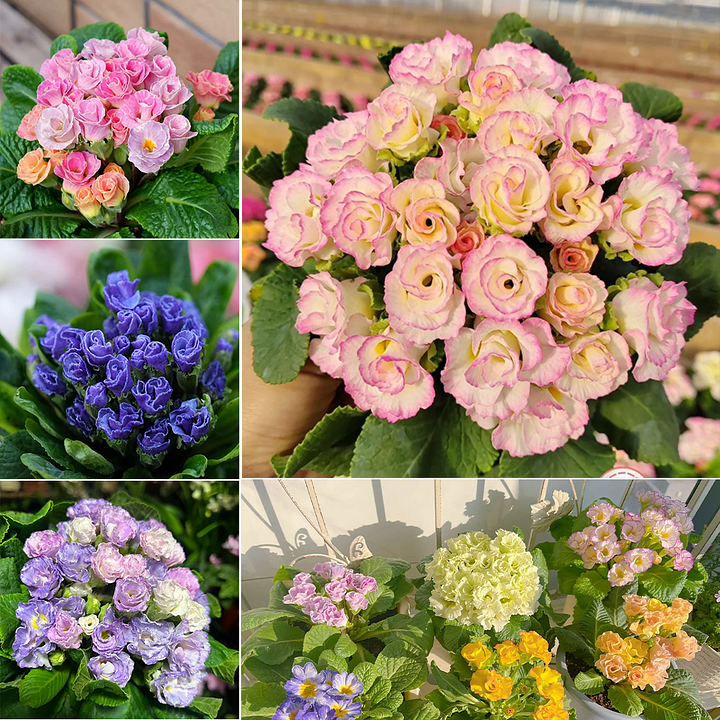 🌸Rose Primrose Seeds - The Timeless Charm of Love & Renewal💗