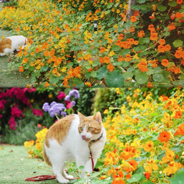 Nasturtium Seeds (Tall) - Mixed Colors