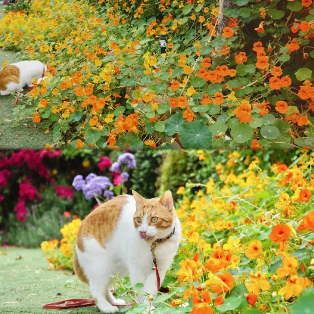 Nasturtium Seeds (Tall) - Mixed Colors
