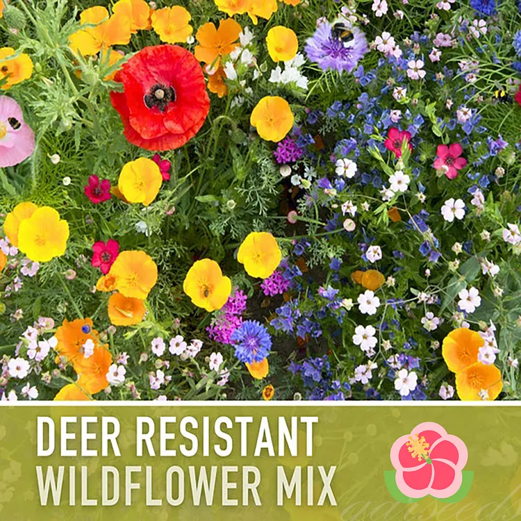 🌺Deer Resistant Wildflower Seed Mix🌈Heirloom Seeds