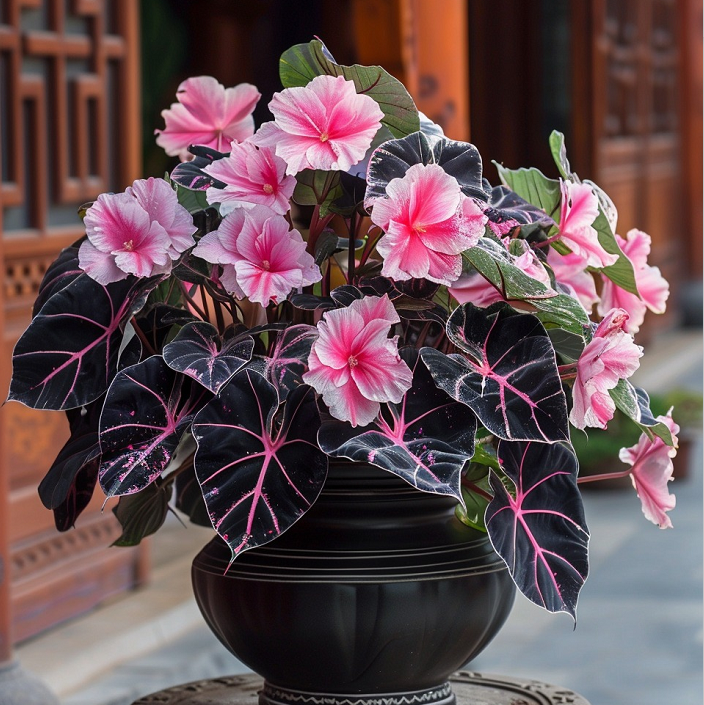 Begonia And Alocasia Mix 🌸🌿